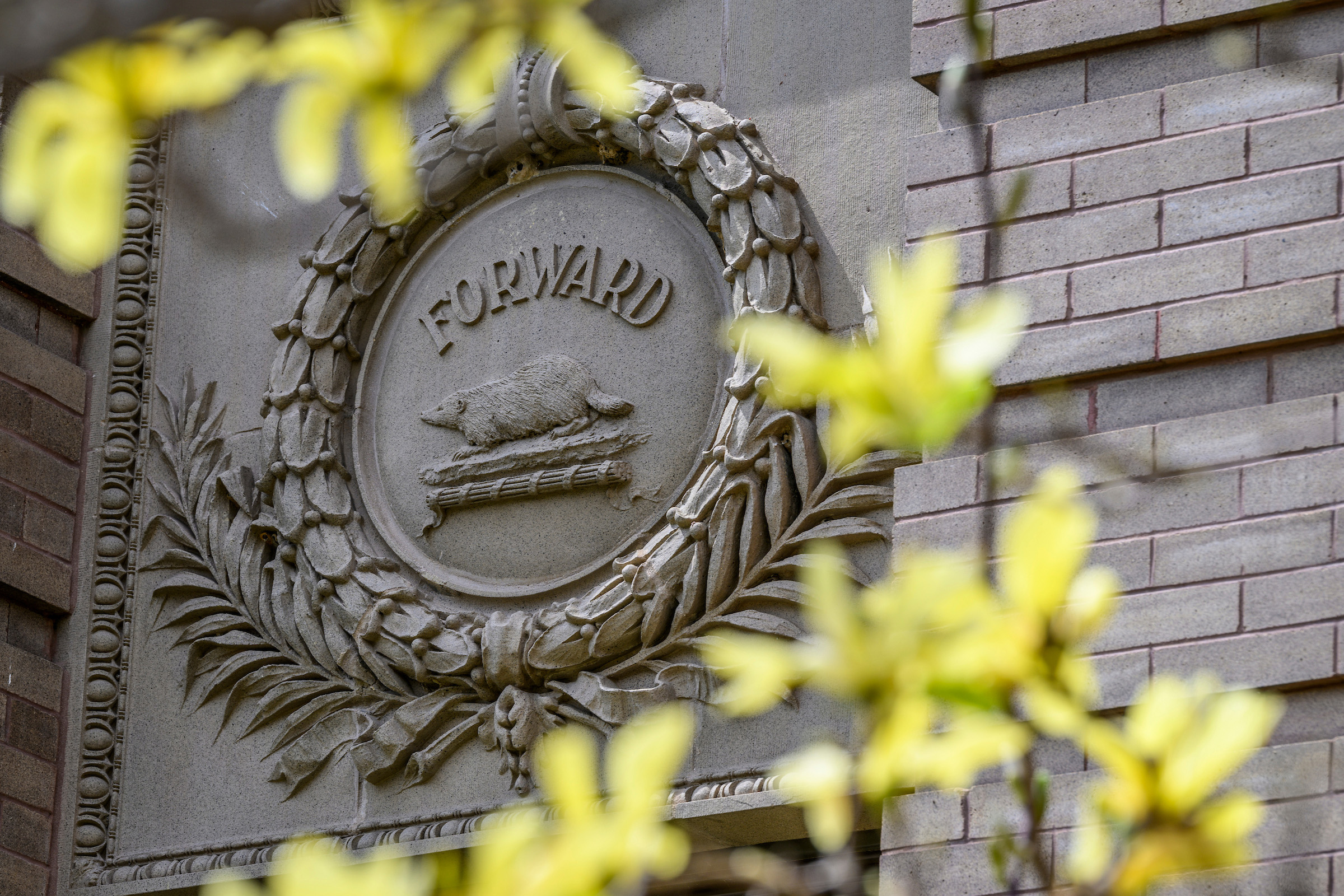 A stone emblem on a building with a badger and the word “Forward,” framed by blurred yellow leaves.